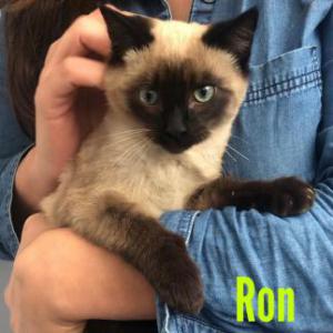 Ron 2