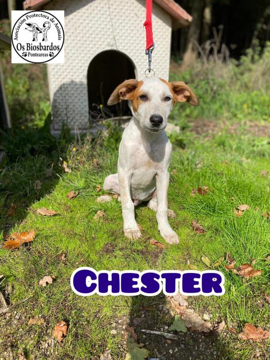 Chester 2