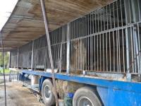 Vigo prohibir instalar circos que tengan animales en Samil