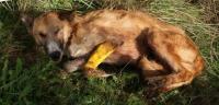  PROTECCIN DE ANIMALES Multa de 19.000 euros para un cazador que maltrataba a sus perros