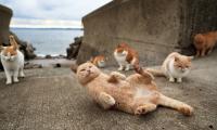 Fotgrafo registra a realidade de Fukuoka, uma ilha dominada por gatos