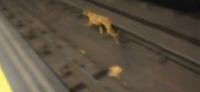Varias protectoras de animales denuncian que Metro no les dej entrar para rescatar a la perra perdida en las vas