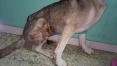 Encuentran perros atrapados por lazos de caza ilegales en O Porrio y Mondariz