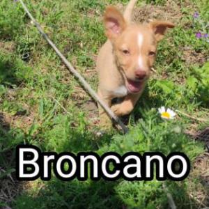 Broncano
